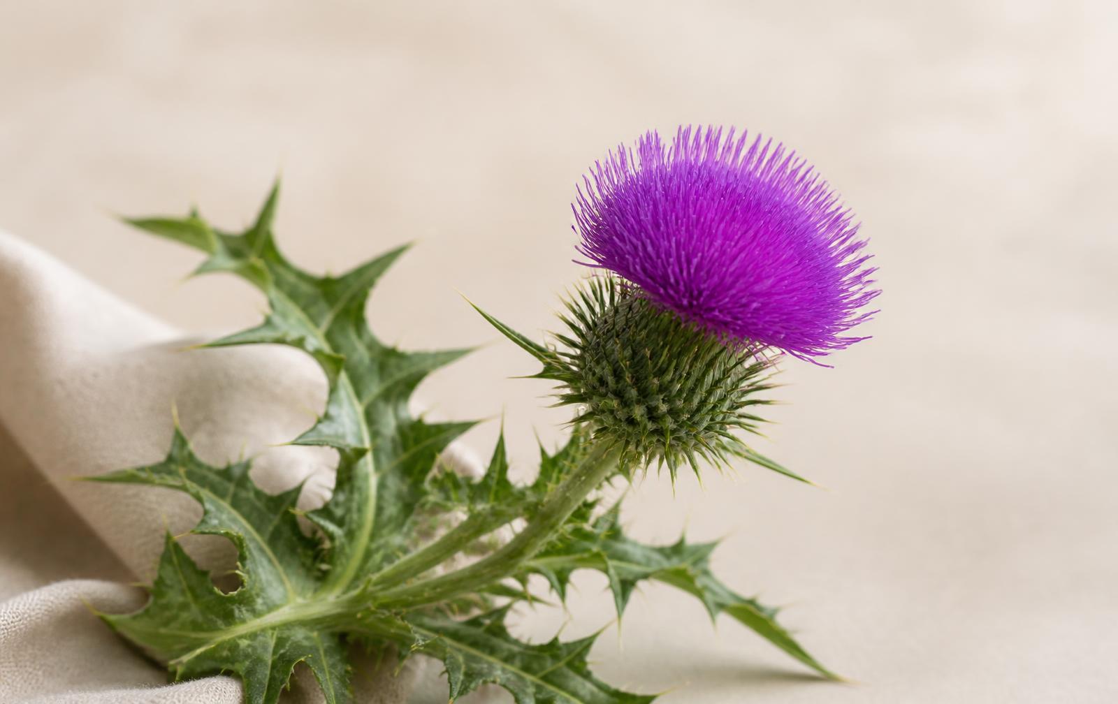 Does Milk Thistle Actually Work for Your Liver?